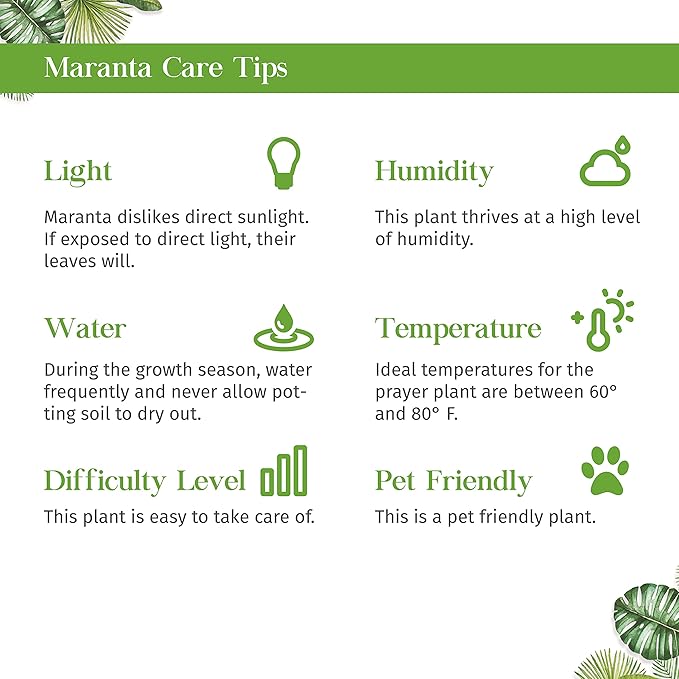 Maranta 'Lemon Lime' Live Plant for Indoor | Different Houseplants in 4'' & 6'' Pot | Real House Plant for Living Room, Office, Desk & Bathroom | Prayer Plant