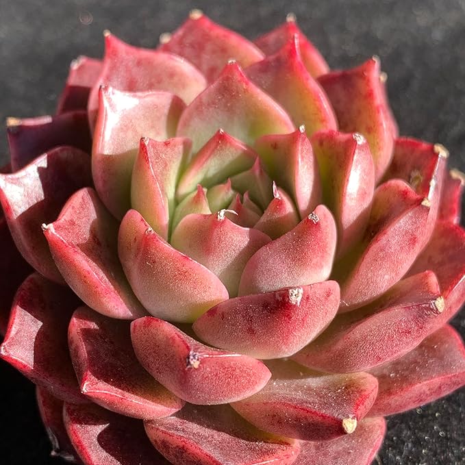 FWPP Succulents Plants Live Echeveria Small Conch,Mini Succulents Red 3 inches Mini Succulents,Bare Root Without Pot,Succulent Plant Live Decoration Plant Gifts