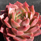 FWPP Succulents Plants Live Echeveria Small Conch,Mini Succulents Red 3 inches Mini Succulents,Bare Root Without Pot,Succulent Plant Live Decoration Plant Gifts