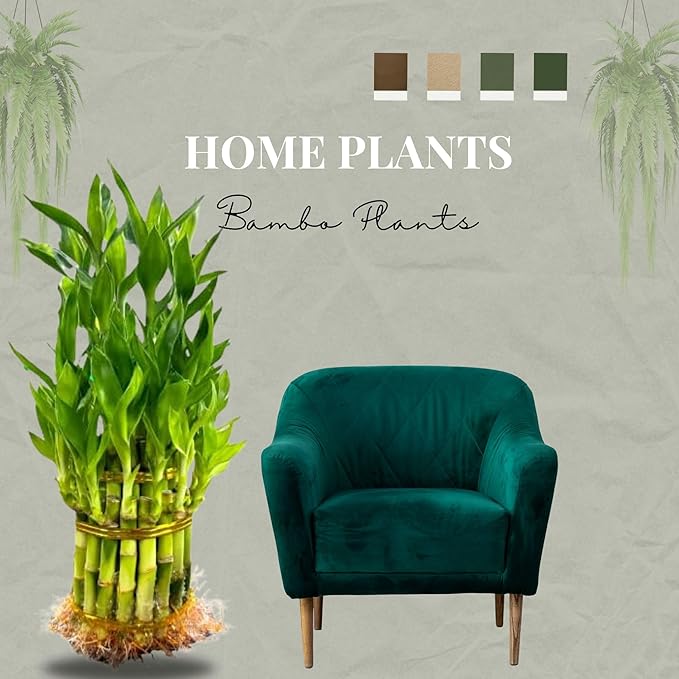 Live Two Tier Lucky Bamboo Plant - Bundle of 15 Stalks - Easy to Grow, Air Purifying, Live Indoor Houseplants Flowers for Home Office Wedding Decor & Giftable (Without Pot) (Heat Pack Included)