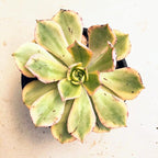 Aeonium Sunburst Succulent Rare Tri-Color Rosette – Variegated Live Plant in 4" Pot, Easy Care Drought-Tolerant Succulent, Indoor/Outdoor Patio Plant, Colorful Variegated Aeonium