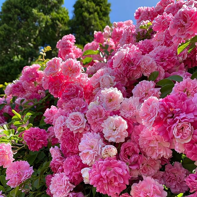 Climbing Rose Seeds for Planting, 300+pcs Rare Rosa Rose Flower Seeds Plants, Non-GMO Heirloom Attracts Pollinators Blooms Beauty Flowers for Home Garden Outdoors