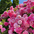Climbing Rose Seeds for Planting, 300+pcs Rare Rosa Rose Flower Seeds Plants, Non-GMO Heirloom Attracts Pollinators Blooms Beauty Flowers for Home Garden Outdoors