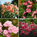 Climbing Rose Seeds for Planting, 608+pcs Perennial Rose Rosa Flower Seeds Plants, Non-GMO Heirloom Rare Attracts Pollinators Blooms Flowers Plants for Home Garden Outdoors Indoors