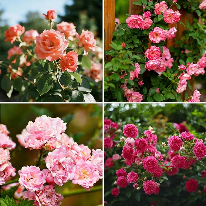 Climbing Rose Seeds for Planting, 608+pcs Perennial Rose Rosa Flower Seeds Plants, Non-GMO Heirloom Rare Attracts Pollinators Blooms Flowers Plants for Home Garden Outdoors Indoors