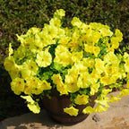 Fanfantoey Artificial Flowers for Outdoor, UV Resistant Fake Plants Outside Decoration, 14 Pcs Realistic Silk Morning Glory Faux Flowers for Porch Patio Gardens Home Decor(Yellow)