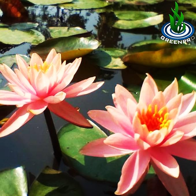 Live Aquatic Plant Orange Nymphaea Colorado Hardy Water Lilies Tuber for Aquarium Freshwater Fish Pond by Greenpro