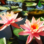Live Aquatic Plant Orange Nymphaea Colorado Hardy Water Lilies Tuber for Aquarium Freshwater Fish Pond by Greenpro