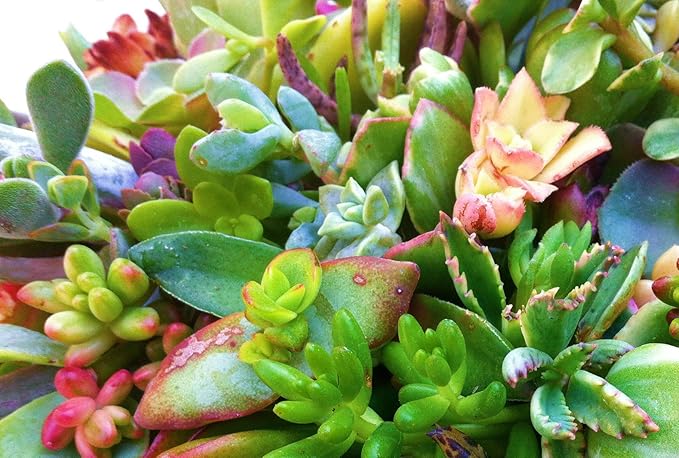 15 Assorted Succulent & Cactus Cuttings. No 2 Cuttings Alike. Great for Terrariums, Mini Gardens, and as Starter Plants.