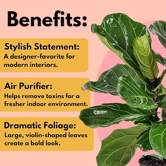United Nursery Fiddle Leaf Fig Live Plant 24–30 inches Tall in 10 inch Nursery Pot, Indoor House Plant for Bright Home and Office Spaces