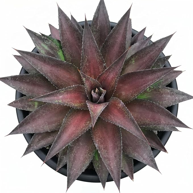 Mangave 'Red Wing' (1.5" Plug) - Live Succulent Plant, Agave Like Rosette, Low Maintenance, Drought-Tolerant Landscaping Plant for Home Garden Decor, Beginner-Friendly Live Plants