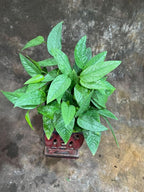PLANTVERS Cebu Blue Pothos in a 6" Nursery Pot– Epipremnum Pinnatum Live Plant – Easy Indoor Vining Plant – Low Light Tropical Houseplant – Air Purifying & Pet-Friendly Indoor Plant