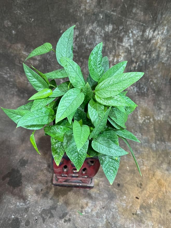 PLANTVERS Cebu Blue Pothos in a 6" Nursery Pot– Epipremnum Pinnatum Live Plant – Easy Indoor Vining Plant – Low Light Tropical Houseplant – Air Purifying & Pet-Friendly Indoor Plant