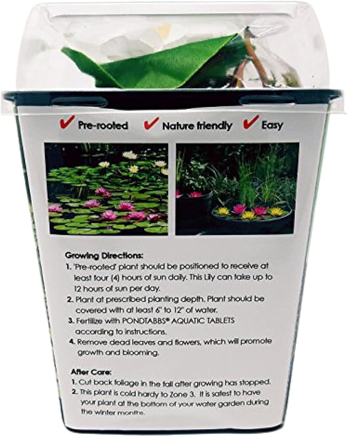 Chalily Water Lily Aquatic Plants Live Lilies Real Small or Big Pond Plant Lilly Ponds Cold Hardy Pads Grow waterlillies Flowering rhizomes Outdoor lilys Waterlily Lillies pre Grown lillys pad White