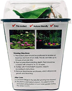 Chalily Water Lily Aquatic Plants Live Lilies Real Small or Big Pond Plant Lilly Ponds Cold Hardy Pads Grow waterlillies Flowering rhizomes Outdoor lilys Waterlily Lillies pre Grown lillys pad White