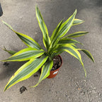 RedCrocus Lemon Lime Dragon Tree Bush- Variegated Indoor & Outdoor Plant- Easy Care Evergreen Foliage- Tolerates Bright, Indirect Light- Pet Safe (Toxic to Cats & Dogs) 10" Pot