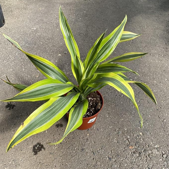 RedCrocus Lemon Lime Dragon Tree Bush- Variegated Indoor & Outdoor Plant- Easy Care Evergreen Foliage- Tolerates Bright, Indirect Light- Pet Safe (Toxic to Cats & Dogs) 10" Pot