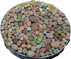 Lithops Seed Mix Fresh Harvest 50 Seeds Huge Variety of Species Beautiful Colorful Faces Variable Colors Patterns High Germination Rate Grow Your Own Lithops Living Stone (50, Seed)