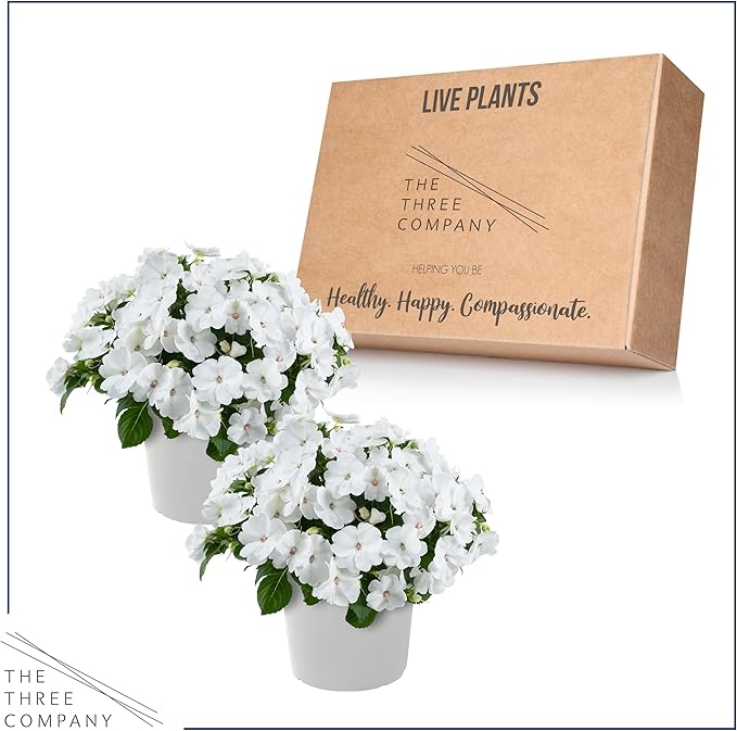 Live Flowering New Guinea Impatiens - White (3 Plants Per Pack) - Beautiful Shade Flowers - 12" Tall by 5" Wide in 1 Qt Pot