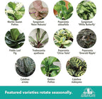 Altman Plants Deluxe Houseplants (3 Pack), Assorted Popular Live Indoor Plant Varieties, Easy Plant Care, 4.25 in Pots
