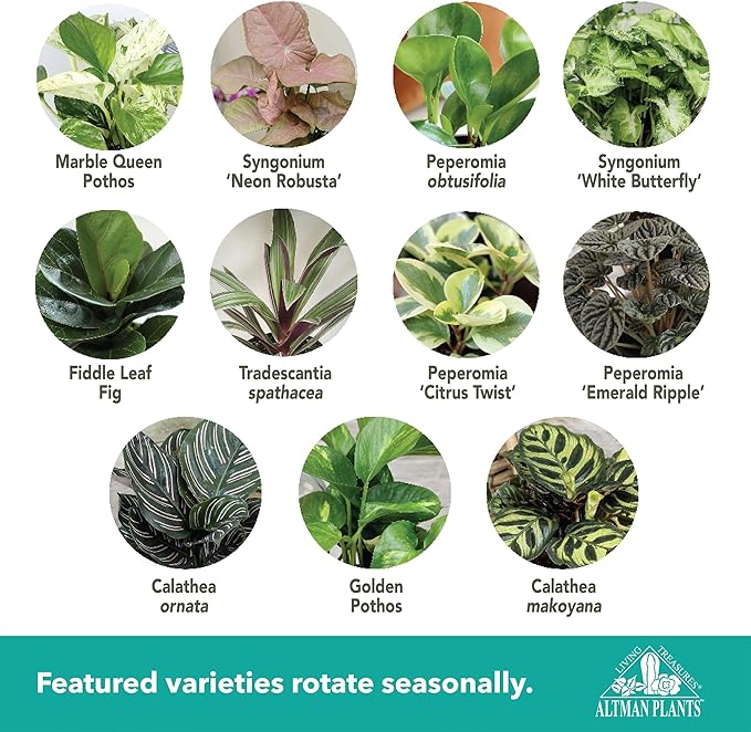 Altman Plants Deluxe Houseplants (3 Pack), Assorted Popular Live Indoor Plant Varieties, Easy Plant Care, 4.25 in Pots