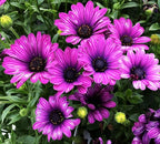 African Daisy Seeds - 50 Pcs Mix Osteospermum Perennial Flower Seeds for Planting Outdoors with Long-Lasting Blooms,