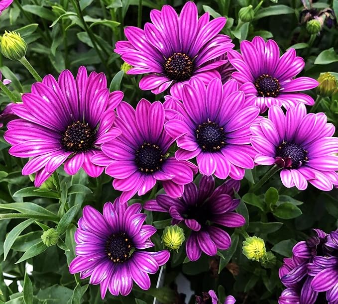 African Daisy Seeds - 50 Pcs Mix Osteospermum Perennial Flower Seeds for Planting Outdoors with Long-Lasting Blooms,