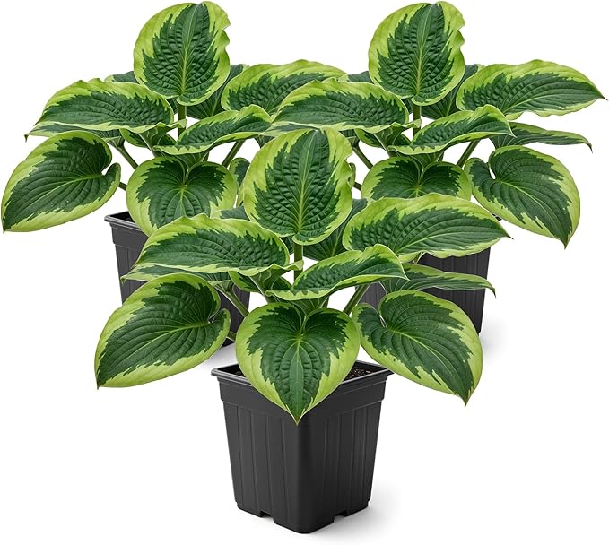 Live Perennial Hosta - Francis Williams (3 Plants Per Pack) Beautiful Accent Plant, 10" Tall by 4" Wide in 1 Qt Pot