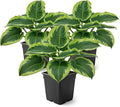 Live Perennial Hosta - Francis Williams (3 Plants Per Pack) Beautiful Accent Plant, 10" Tall by 4" Wide in 1 Qt Pot