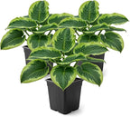Live Perennial Hosta - Francis Williams (3 Plants Per Pack) Beautiful Accent Plant, 10" Tall by 4" Wide in 1 Qt Pot
