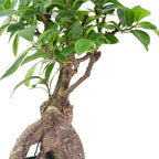 Arcadia Garden Products LV61 Ginseng Ficus Live Indoor Bonsai Plant in 4 in. Plastic Grower Pot, Green, **Sold By Amazon and Arcadia Garden Products**