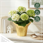 Live Flowering Hydrangea - White, 5+ Beautiful Blooms, 1.5 Qt Pot with Deco Cover, 12" Tall by 8" Wide