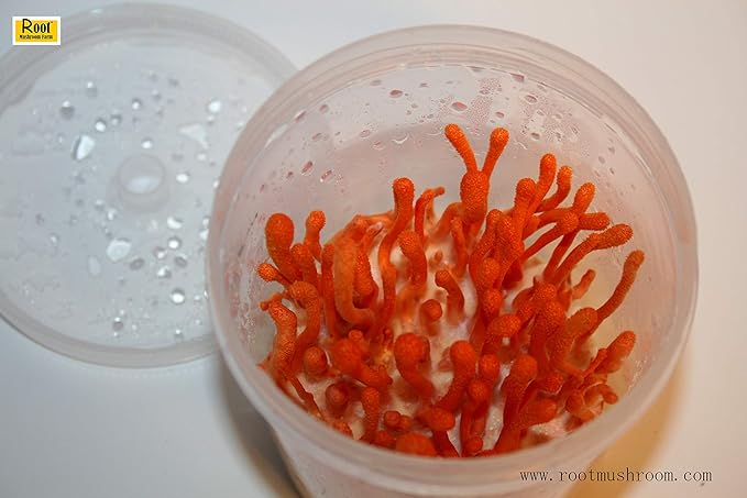 Root Mushroom Farm- Mushroom Liquid Cultures /10ml Syringe/Cordyceps Militaris