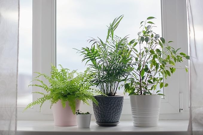 American Plant Exchange Parlor Palm – 4-Inch Pot with Cover – Live Easy Care Low-Light Indoor Houseplant, Pet-Friendly Tropical Palm for Home, Office, Bedroom & Shelf Décor