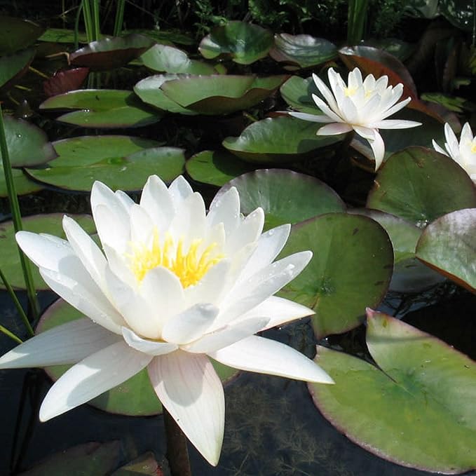 Chalily Water Lily Aquatic Plants Live Lilies Real Small or Big Pond Plant Lilly Ponds Cold Hardy Pads Grow waterlillies Flowering rhizomes Outdoor lilys Waterlily Lillies pre Grown lillys pad White