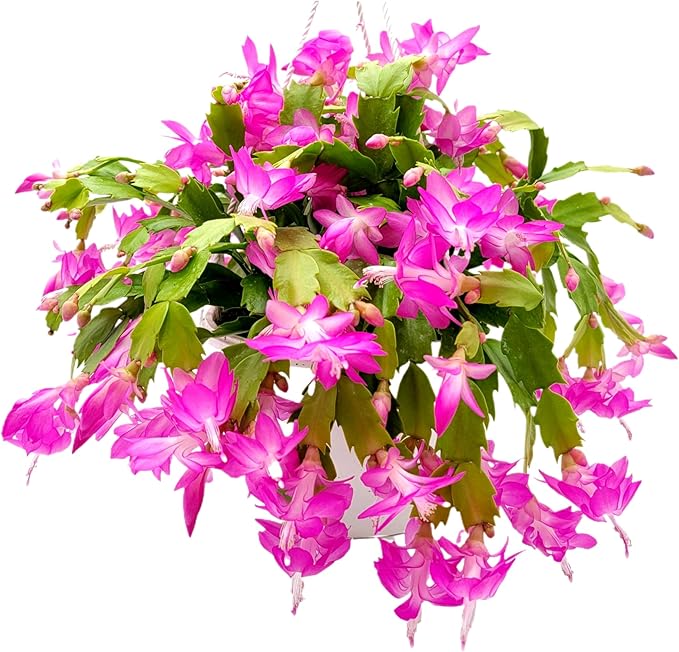 Thanksgiving Cactus, Pink Seasonal Blooms, Live Indoor Plant, Flowering Houseplant, Christmas Cactus, 8-Inch Hanging Basket, Holiday Decor, Pet Safe, Free Heat Pack
