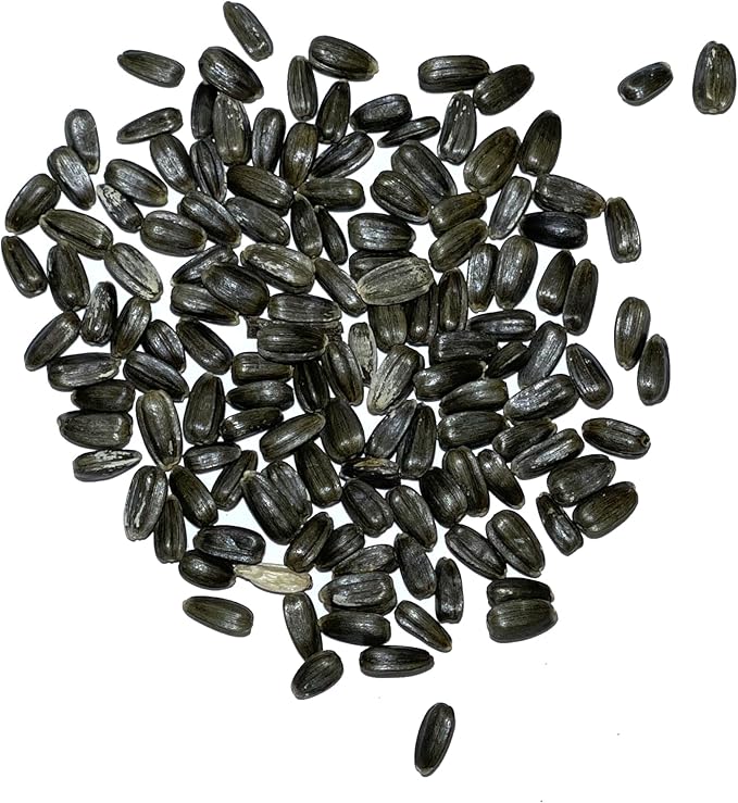 Seed Needs Sunflower Seeds for Planting Dwarf Teddy/Dwarf Sungold Sunflowers - Heirloom & Open Pollinated Flower Seed to Plant a Butterfly Garden (5 Packs)