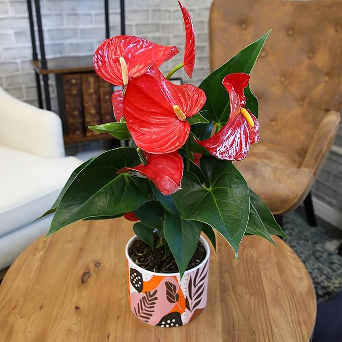 Red Anthurium Live Plant Decor 10-12" in Modern Planter, Plant Lover Gifts for Plant Lovers, Live Plants Indoor Plants Live Houseplants, Real Plants Indoor House Plants Easy Plants by Plants for Pets