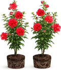 2 Rose of Sharon Tree Live Plant - Red Althea | 1–2 Feet Tall Flowering Shrubs | Red Hibiscus Syriacus for Outdoor Planting and Garden Beds