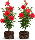2 Rose of Sharon Tree Live Plant - Red Althea | 1–2 Feet Tall Flowering Shrubs | Red Hibiscus Syriacus for Outdoor Planting and Garden Beds
