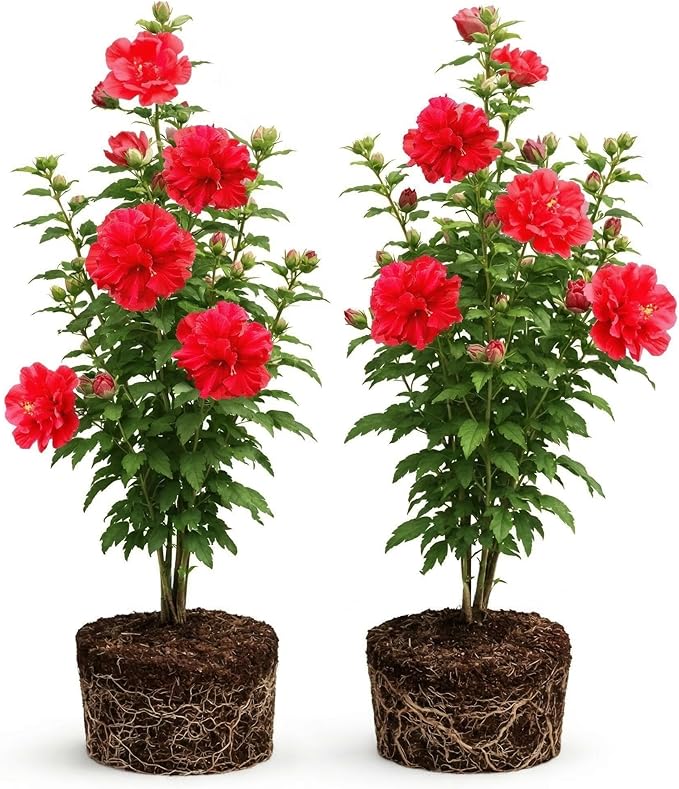 2 Rose of Sharon Tree Live Plant - Red Althea | 1–2 Feet Tall Flowering Shrubs | Red Hibiscus Syriacus for Outdoor Planting and Garden Beds