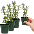 My Shelfie - Rosemary Plant Starter, Aromatic Rosemary Plants Live in 2-Inch Pot, Live Plants 2-3 Inch Tall, Blue-Purple Rosemary Herb Plants, Bee-Friendly, 3 Pieces, Green