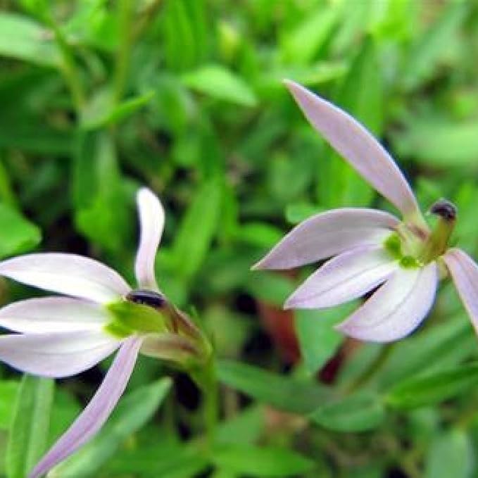 Chalily Creeping Chinese Lobelia, a Great Live Pond Plant for Your Water Garden. Filters koi and Goldfish Ponds. Good for Bogs, Plant Shelf or Shallow Water This marginal Aquatic is a Real Beauty