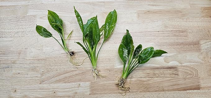 Live Aquarium Plants Bundle - Assorted Freshwater Plants - Low | Medium | High Light