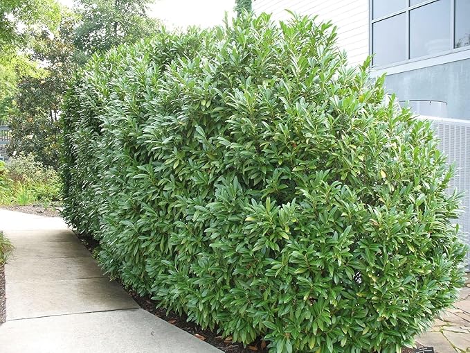 Schip/Skip Laurel Shrub - 6-12" Tall Live Plant - 2.5" Pot - Schipka Bush/Hedge Seedling - Prunus laurocerasus 'Schipkaensis'