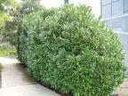 Schip/Skip Laurel Shrub - 6-12" Tall Live Plant - 2.5" Pot - Schipka Bush/Hedge Seedling - Prunus laurocerasus 'Schipkaensis'