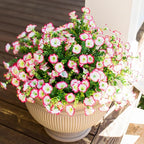 HyeFlora Artificial Faux Outdoor Flowers Plants for Spring Summer Decoration, 12 Bundles Silk Outside Morning Glory UV Resistant Realistic Fake Flowers for Planter Front Door Patio Yard Window Porch