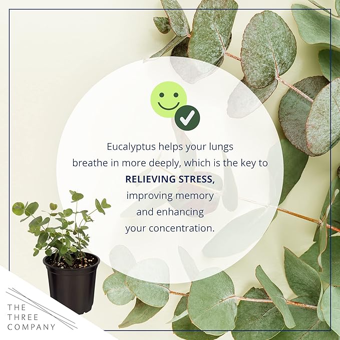 Live Aromatic and Edible Herb - Eucalyptus (4 Per Pack) - Assorted Varieties, Natural Air Purifier, 10" Tall by 3" Wide