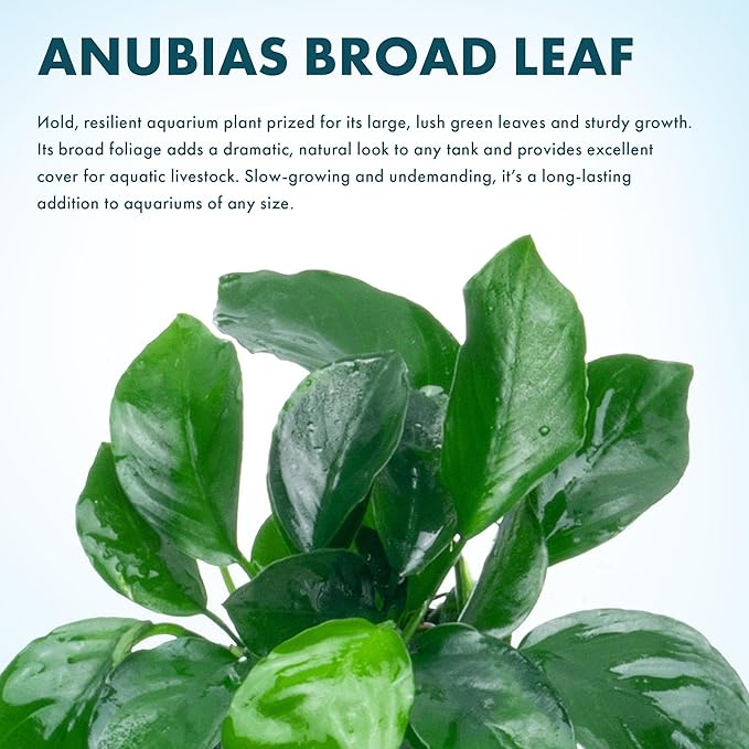 SubstrateSource Anubias Live Aquarium Plants - Potted Freshwater Plant for Fish Tanks, Terrariums - Beginner Friendly Low Light (Barteri Broad Leaf, 1 Pot)