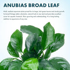 SubstrateSource Anubias Live Aquarium Plants - Potted Freshwater Plant for Fish Tanks, Terrariums - Beginner Friendly Low Light (Barteri Broad Leaf, 1 Pot)